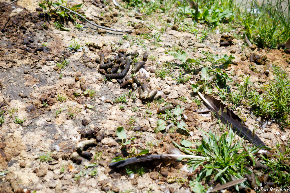 Goose Poop