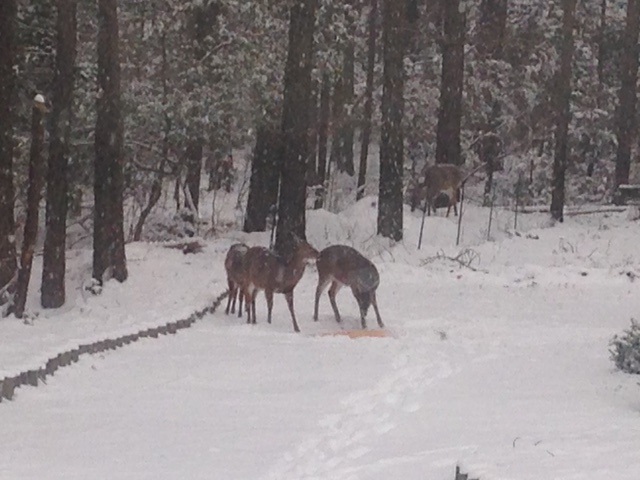 deer in snow