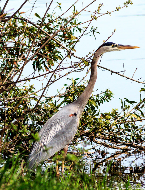 Great Blue