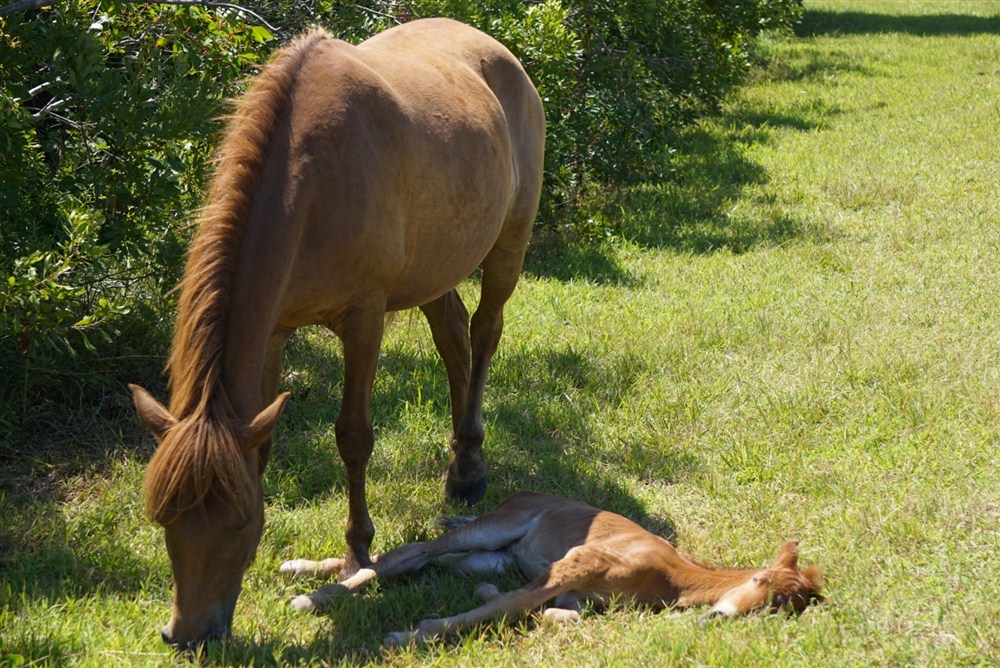 Assateaque Foal