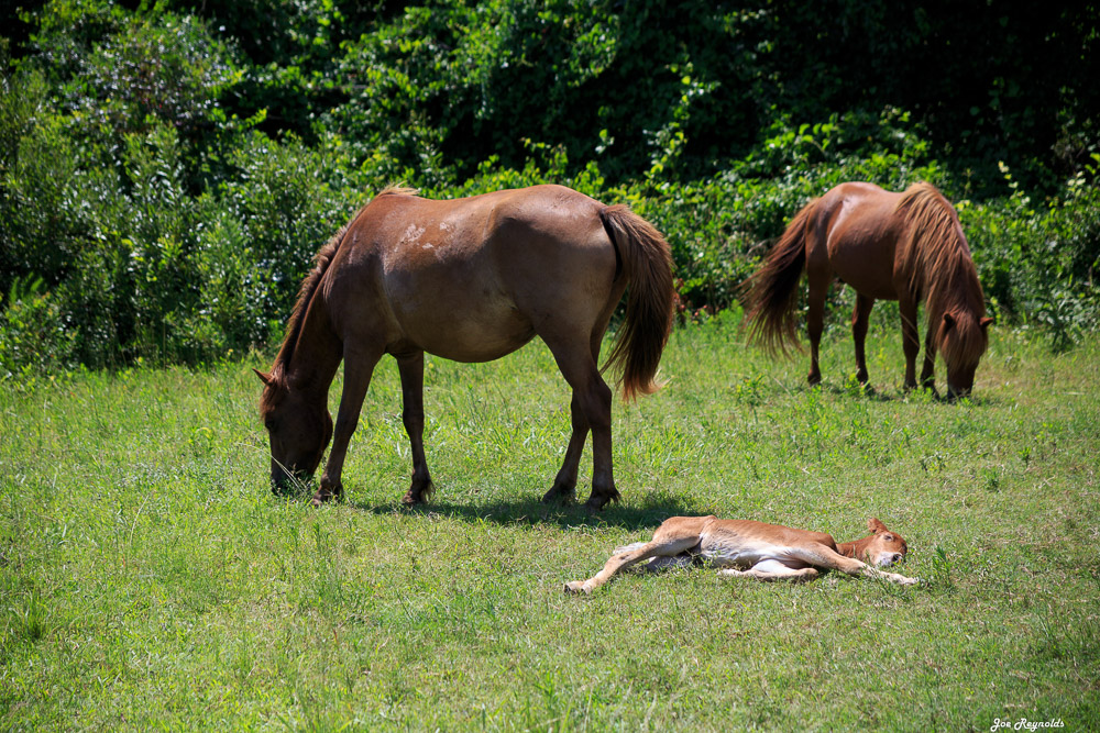 Assateague Ponies