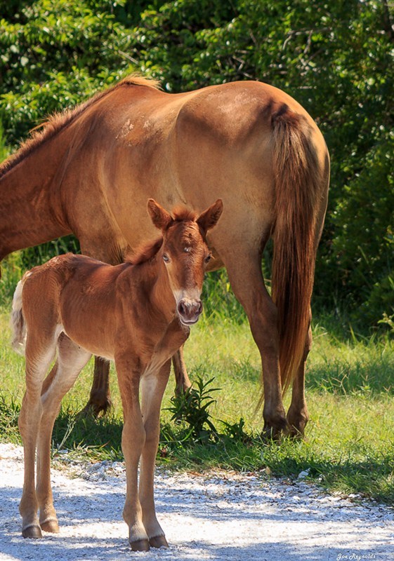 Assateague Ponies