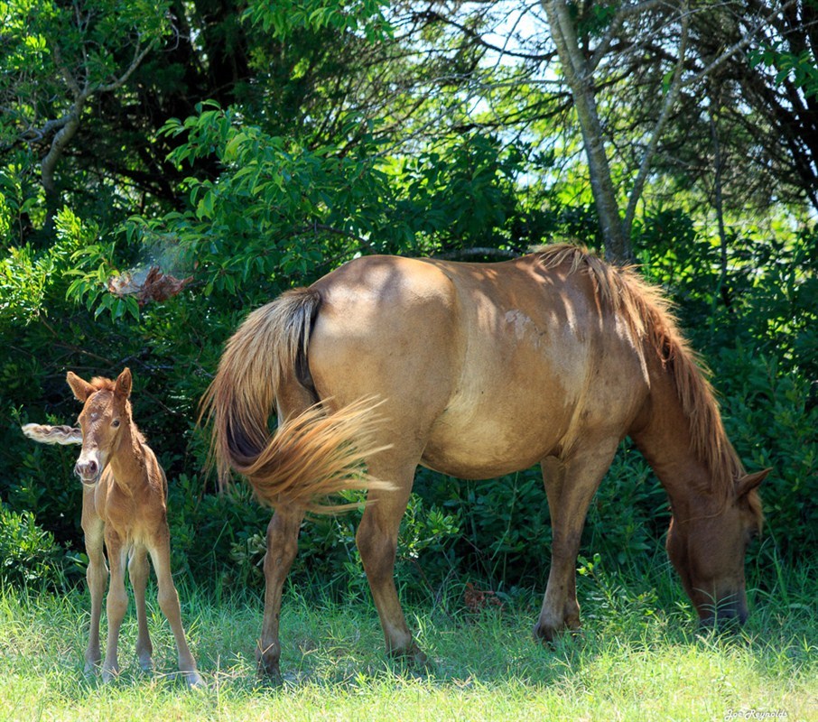 Assateague Ponies