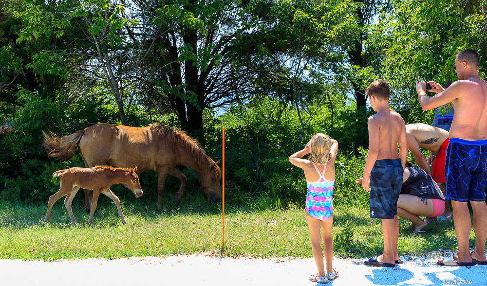 Assateague Ponies