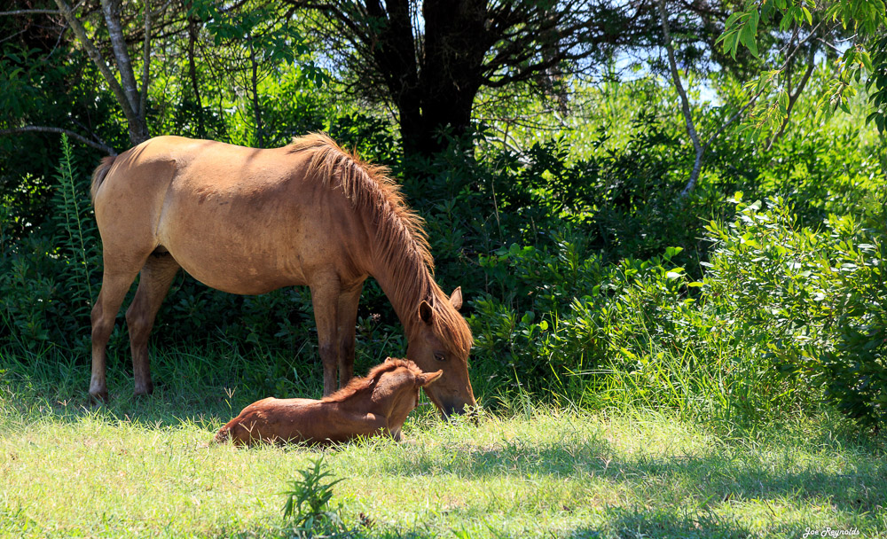 Assateague Ponies