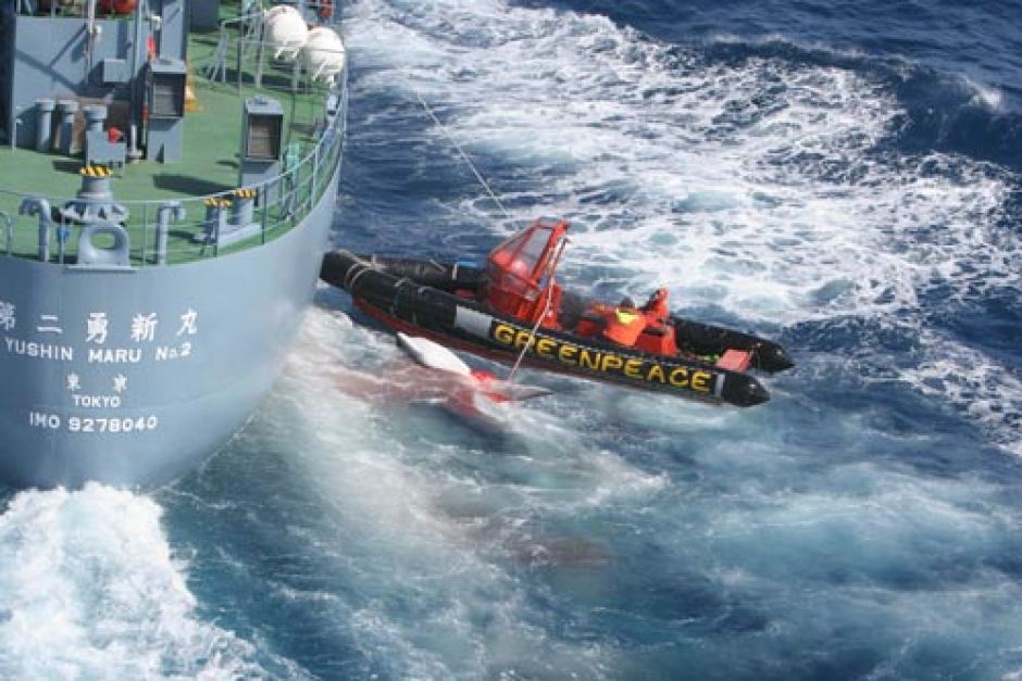 GreenPeace fights Whaling Ship