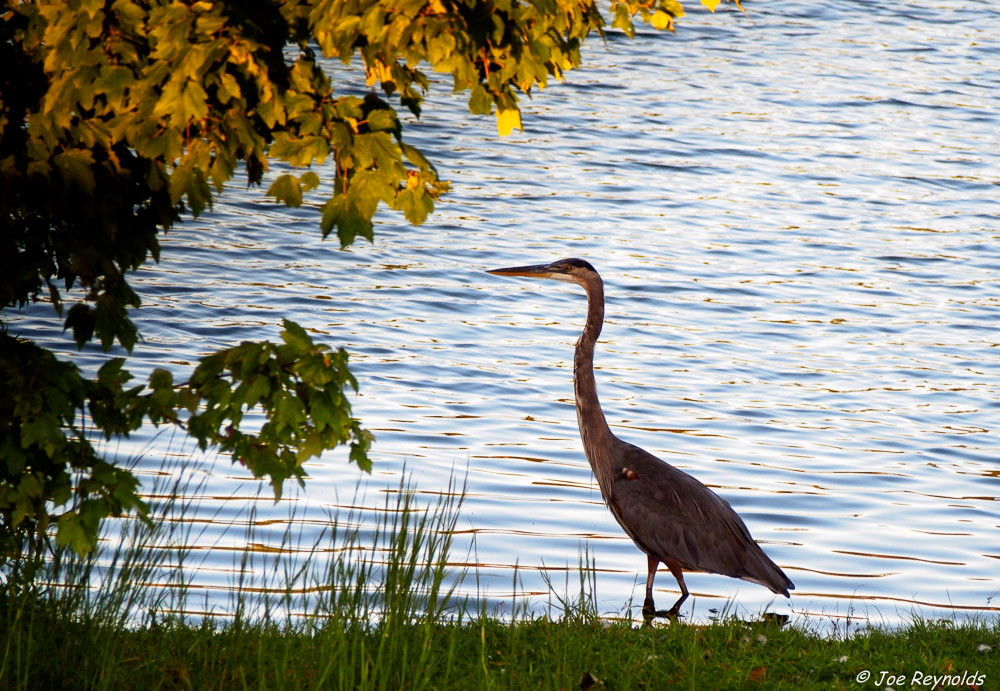 Great Blue Heron