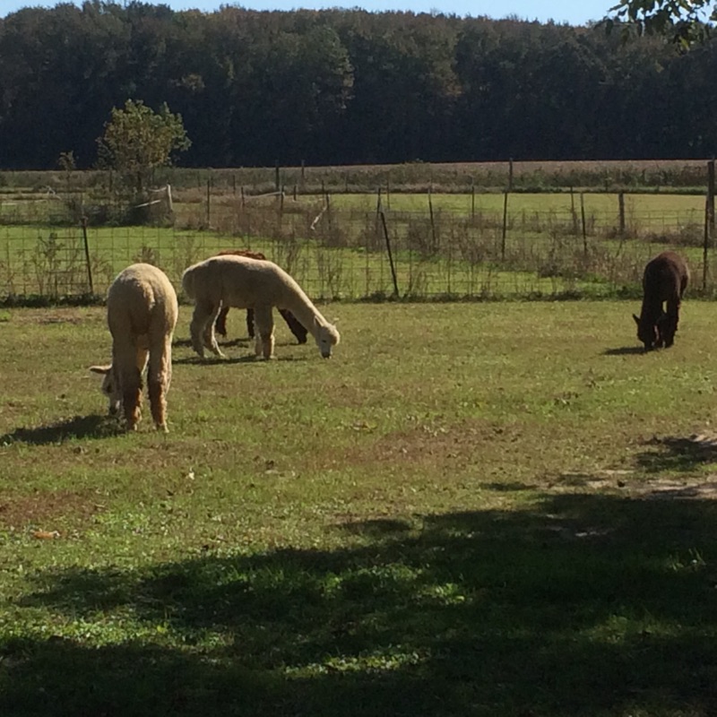 Alpaca Farm