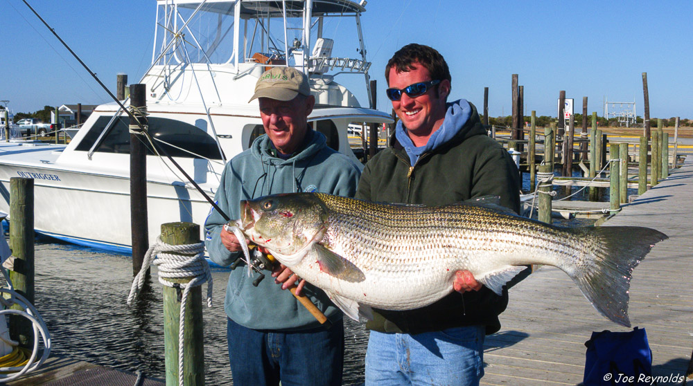 Striped Bass