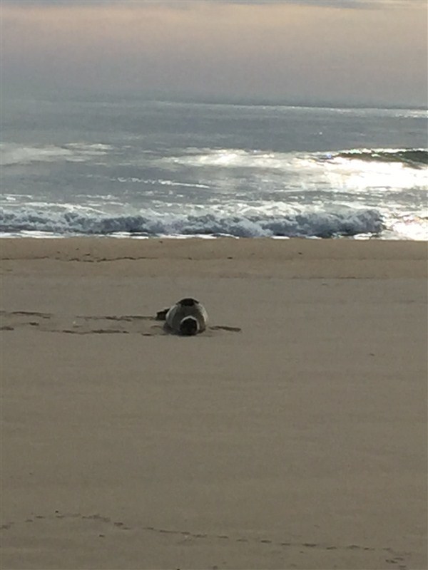 Harp on the beach