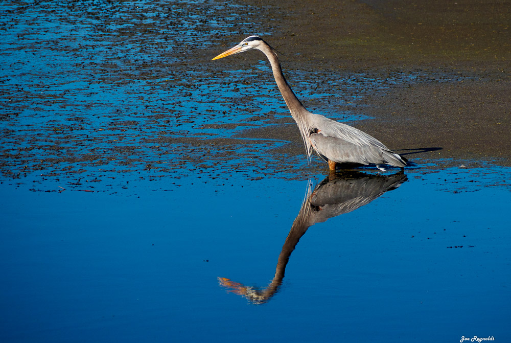 Great Blue Heron