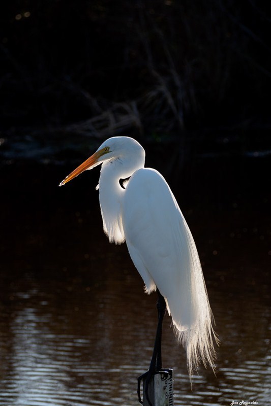 Egret