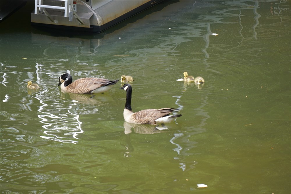 Baby geese