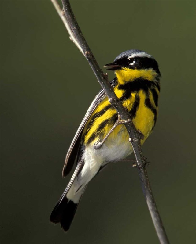 Magnolia Warbler