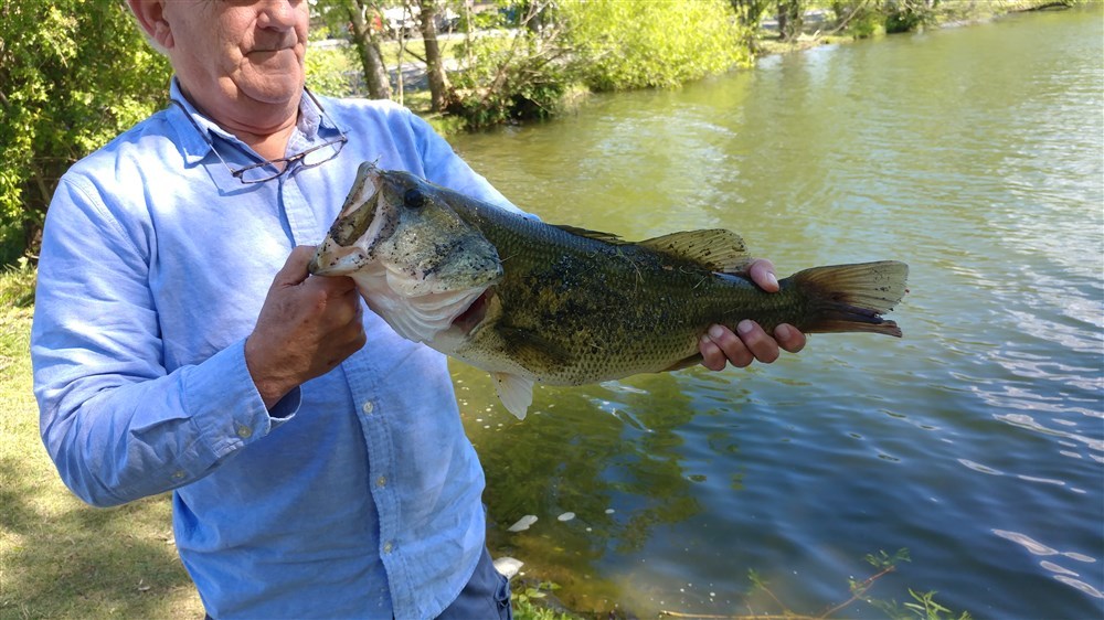 Big Bass