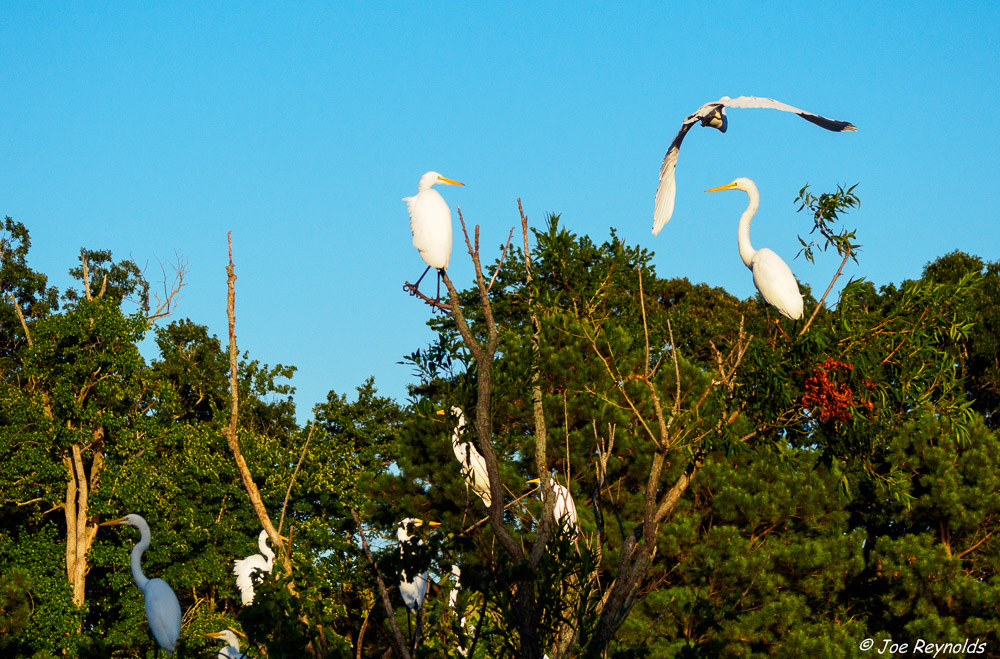 White Egrets