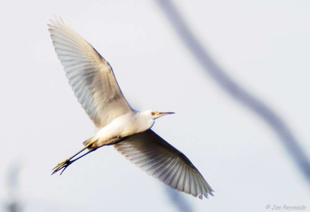 Egret