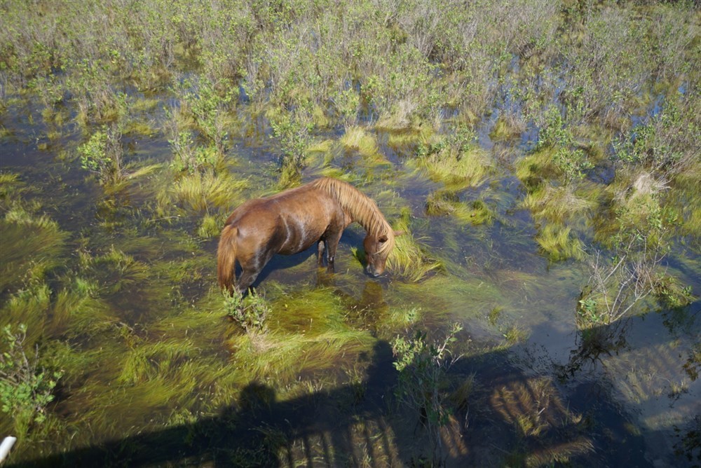 Assateaque Pony