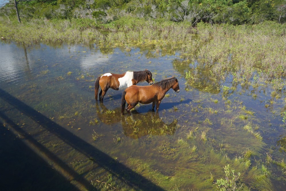 Assateaque Ponies