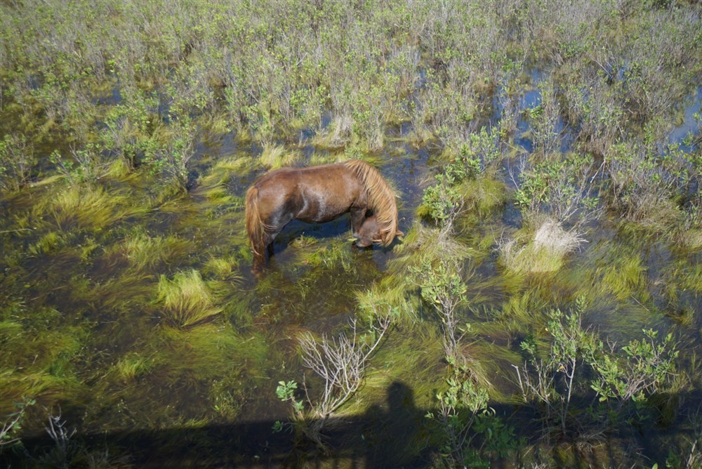 Assateaque Pony