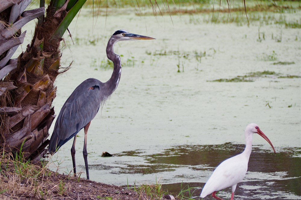 Heron & Friend