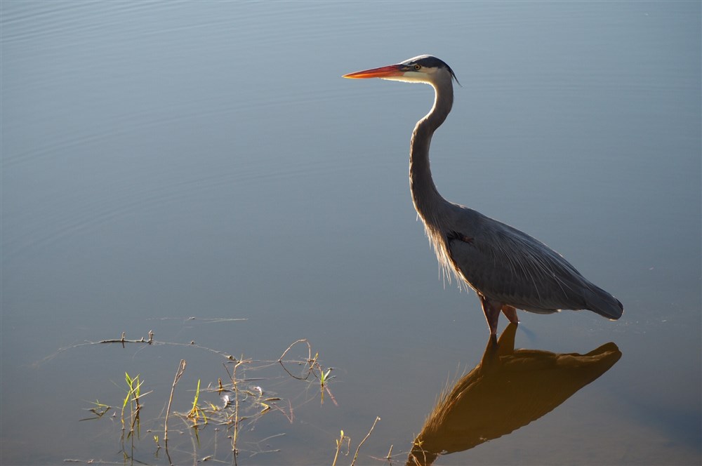 Great Blue Heron