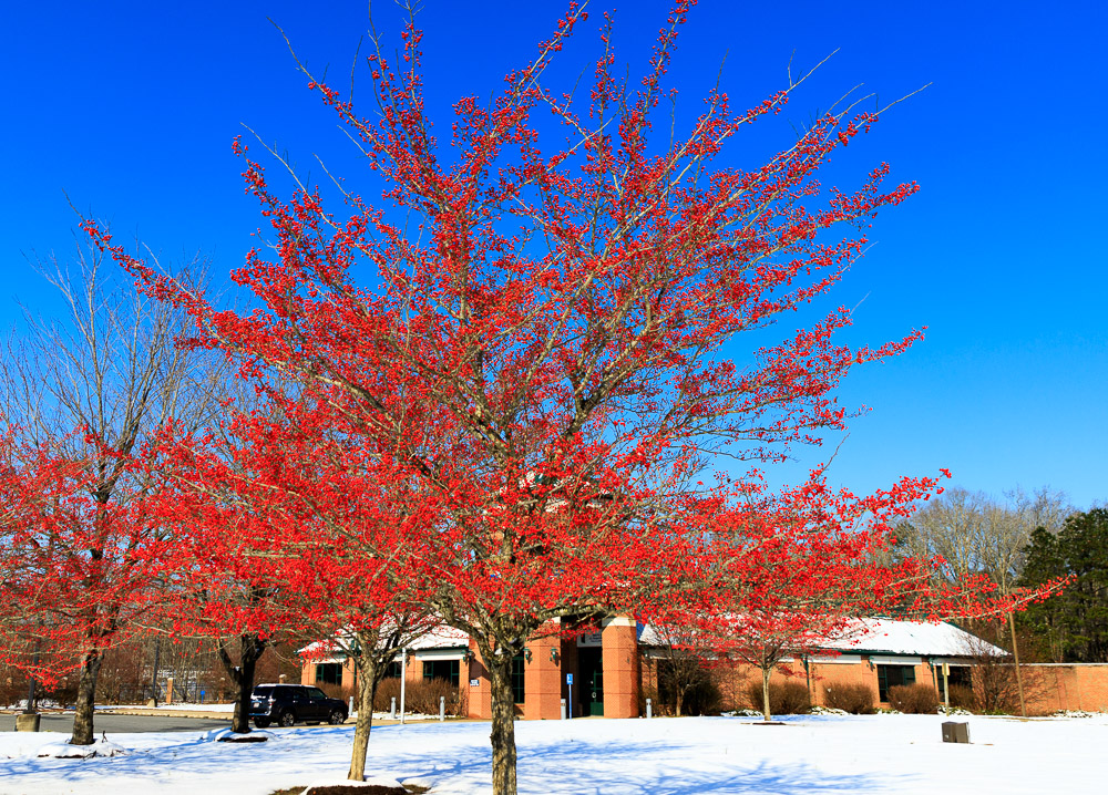 Seasonal Trees