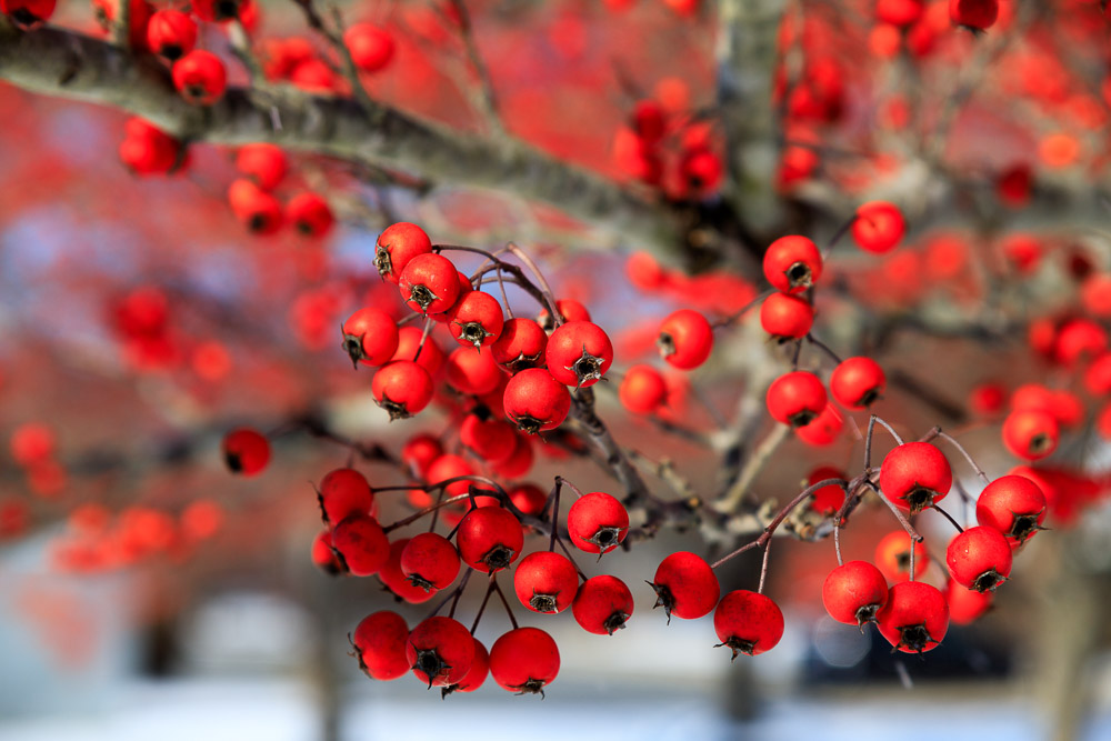 Berries