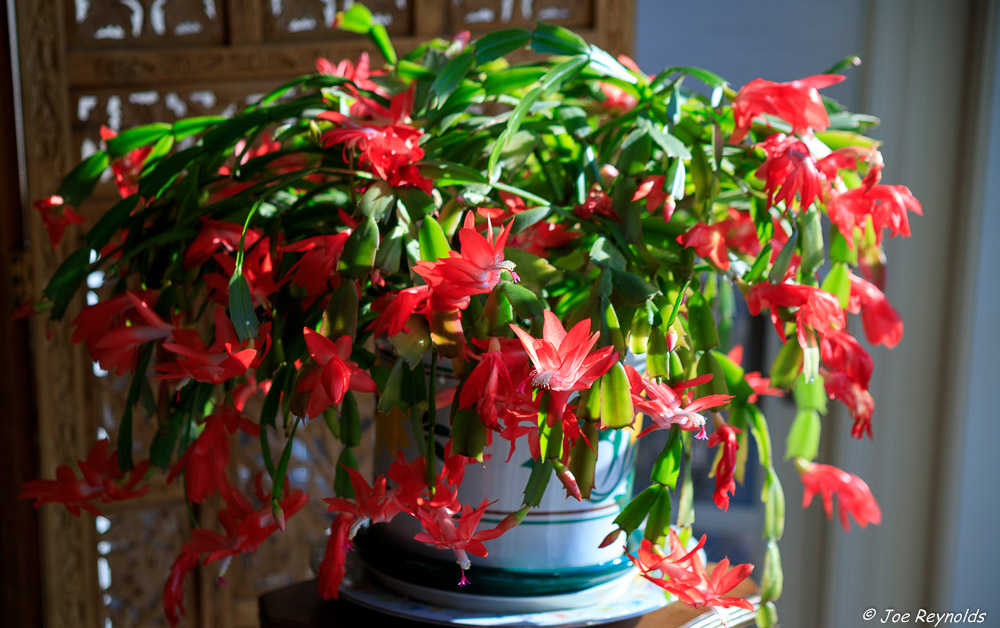 Christmas Cactus