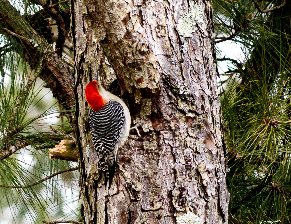 Woodpecker