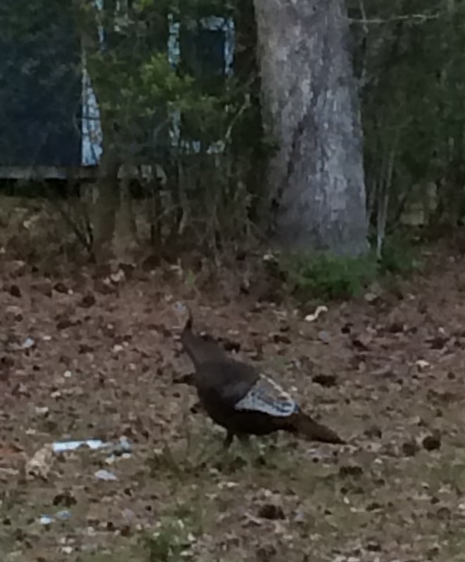 Turkey In Ocean Pines