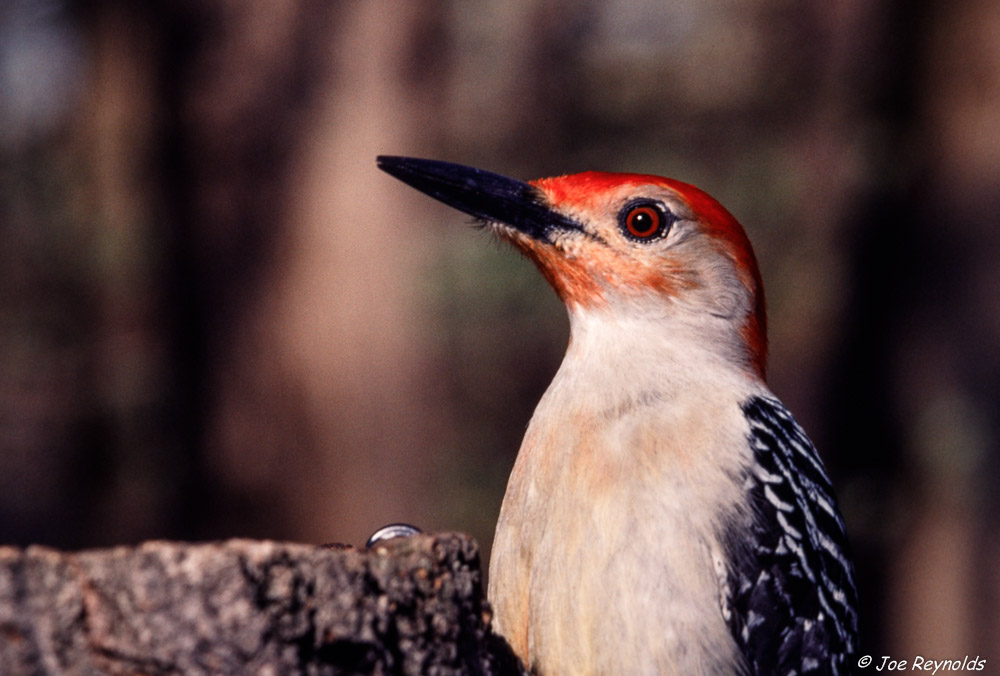 Woodpecker