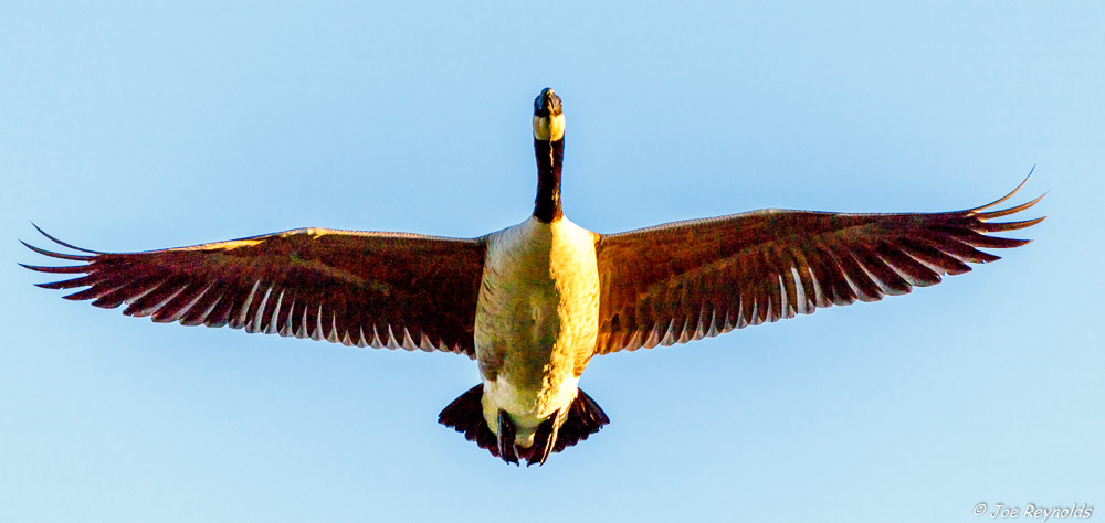 Canada Goose