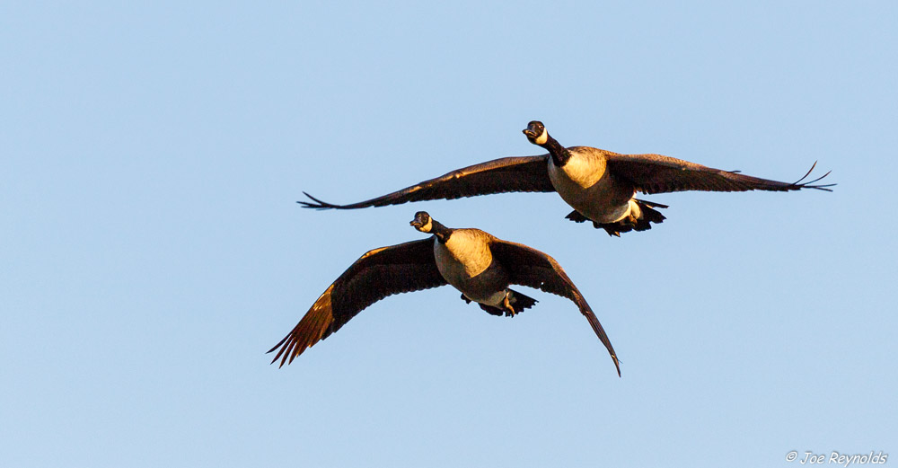 Canada Geese