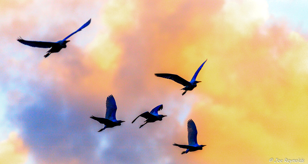 Egrets