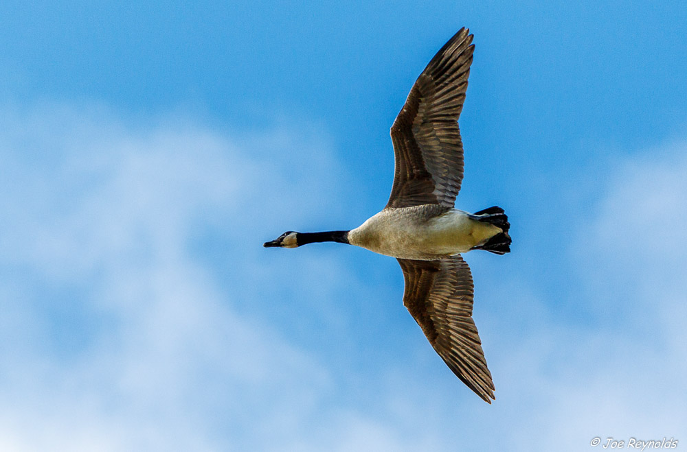 Canada Goose