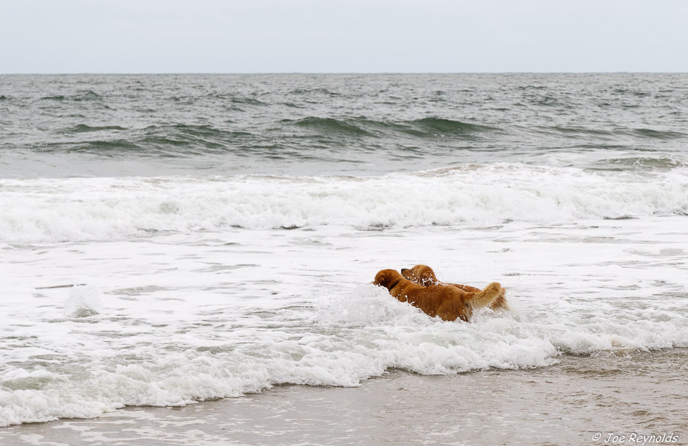 Surfer Dogs