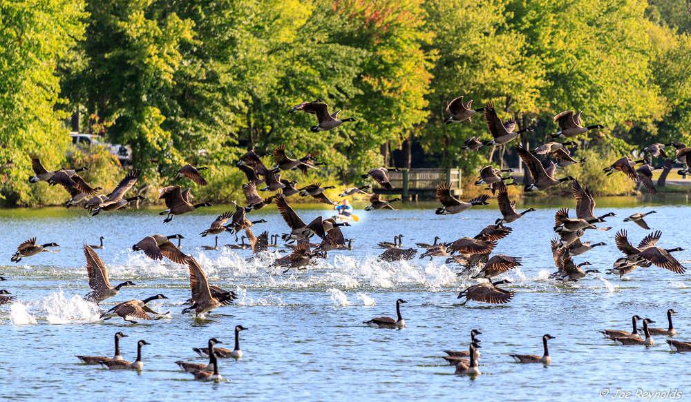 Chasing Geese