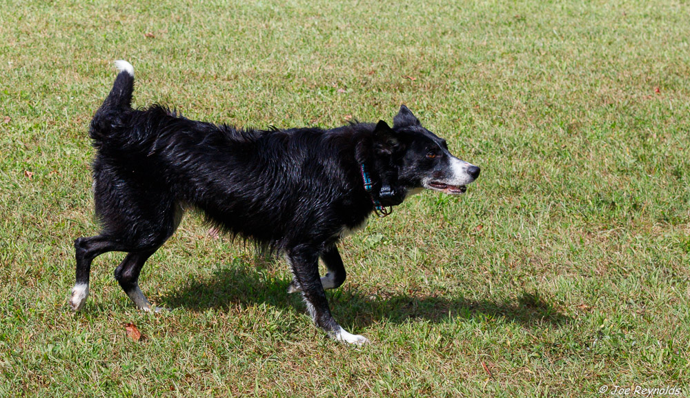 Border Collie