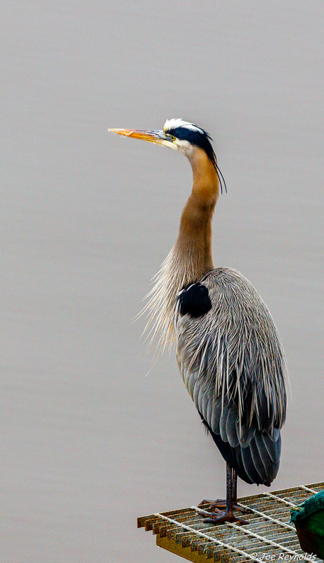 Great Blue