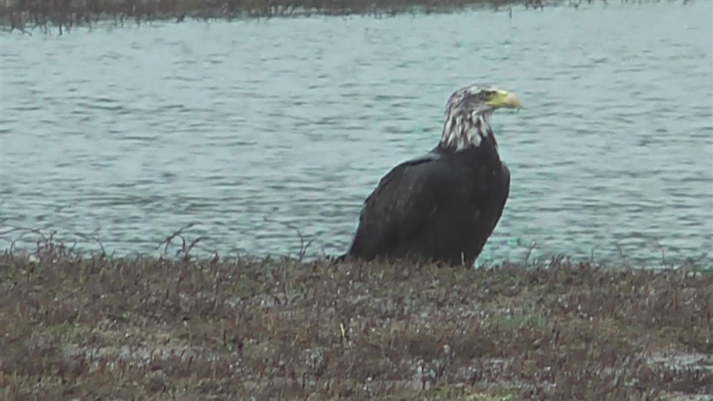 Bald Eagle