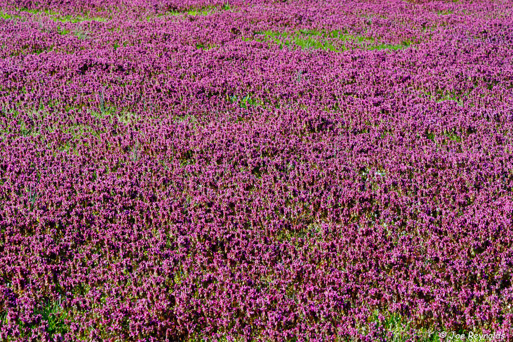 Purple Carpet