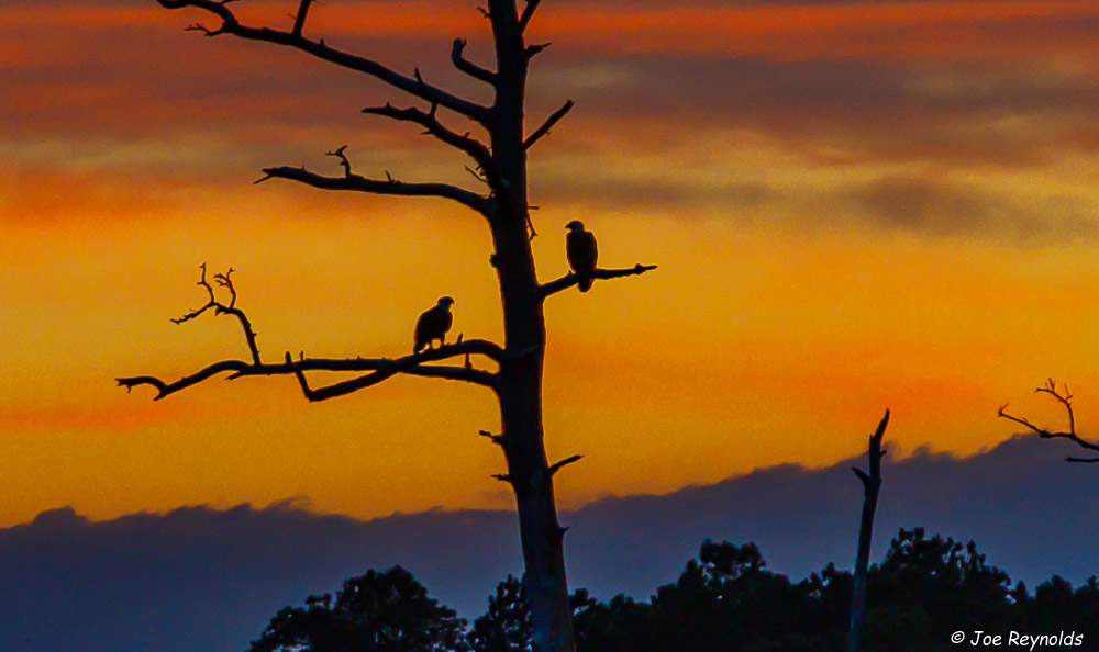 Bald Eagles