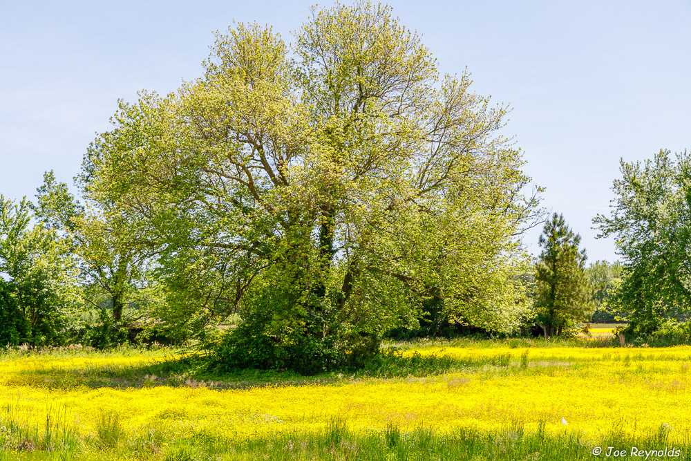 All Yellow