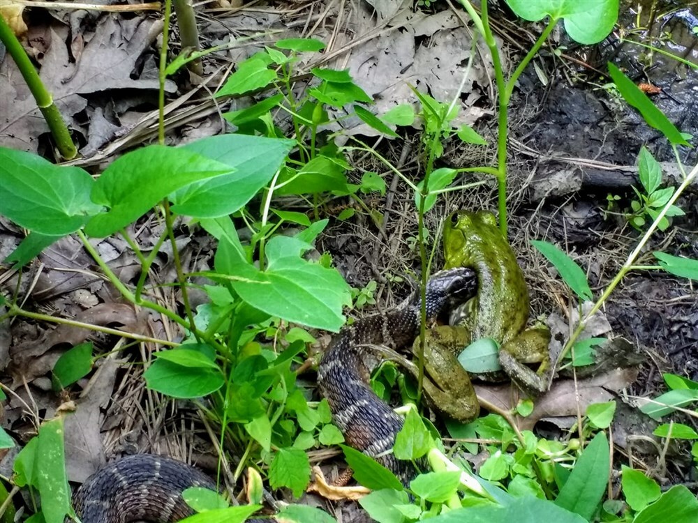 A frog's bad day in Bainbridge Park