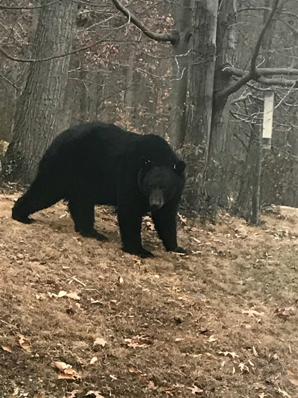 Bear