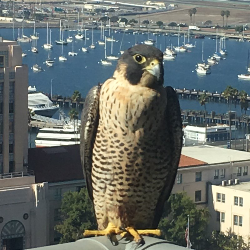 Peregrine Falcon