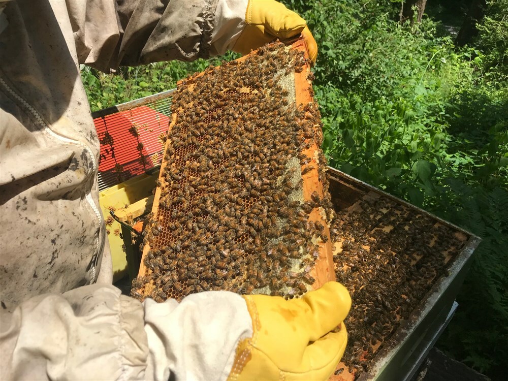 Bees in the Hive