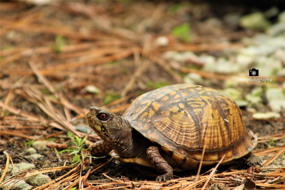 Box Turtle