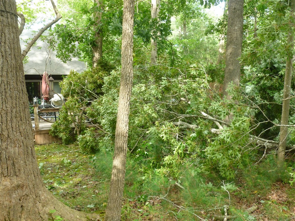 Tree near Deck After Isaias Storm